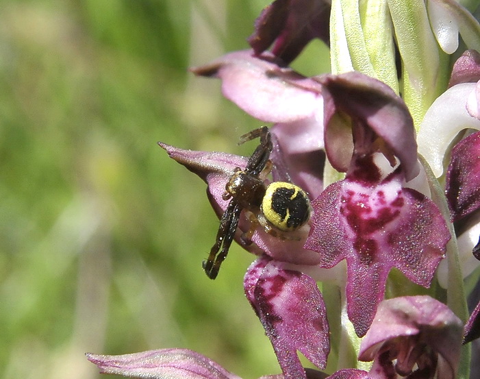 Synema globosum